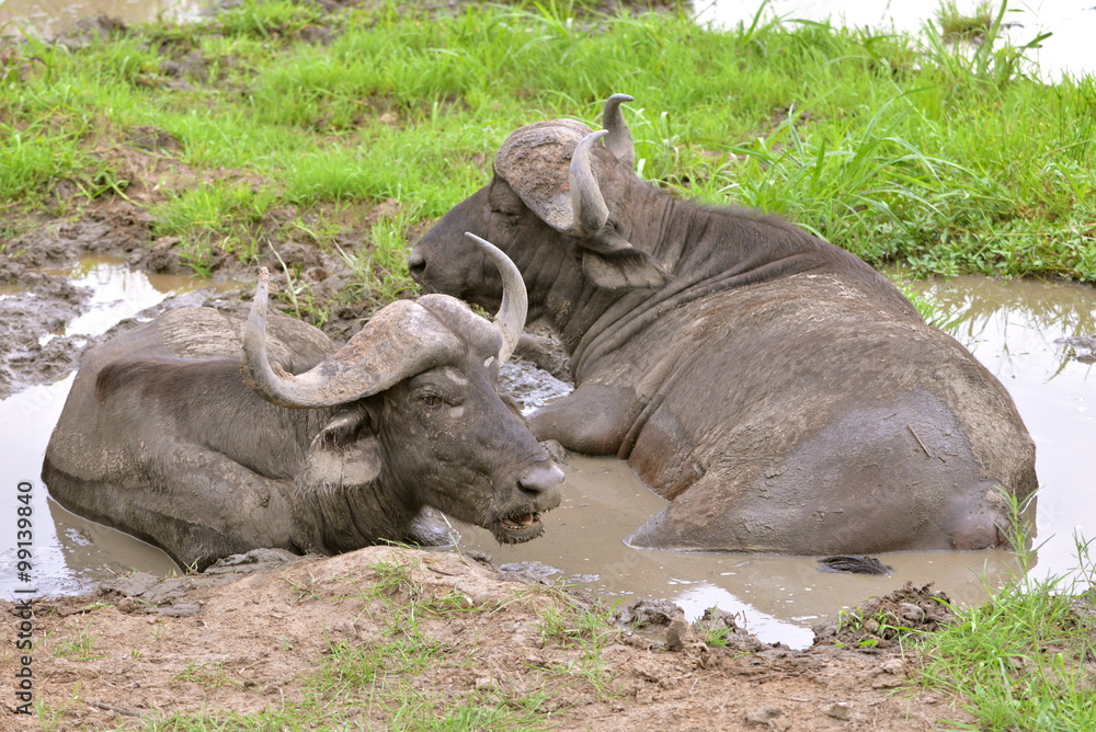 Buffles, bain de boue