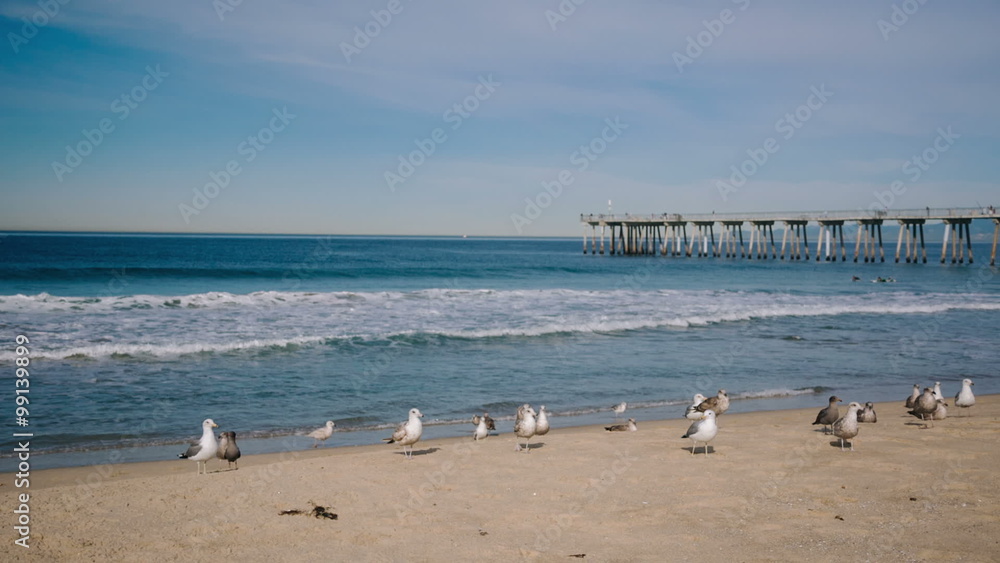 Seagulls and surfers on the Hermosa beach in California, USA
Seagulls and surfers on the Hermosa beach in California, USA