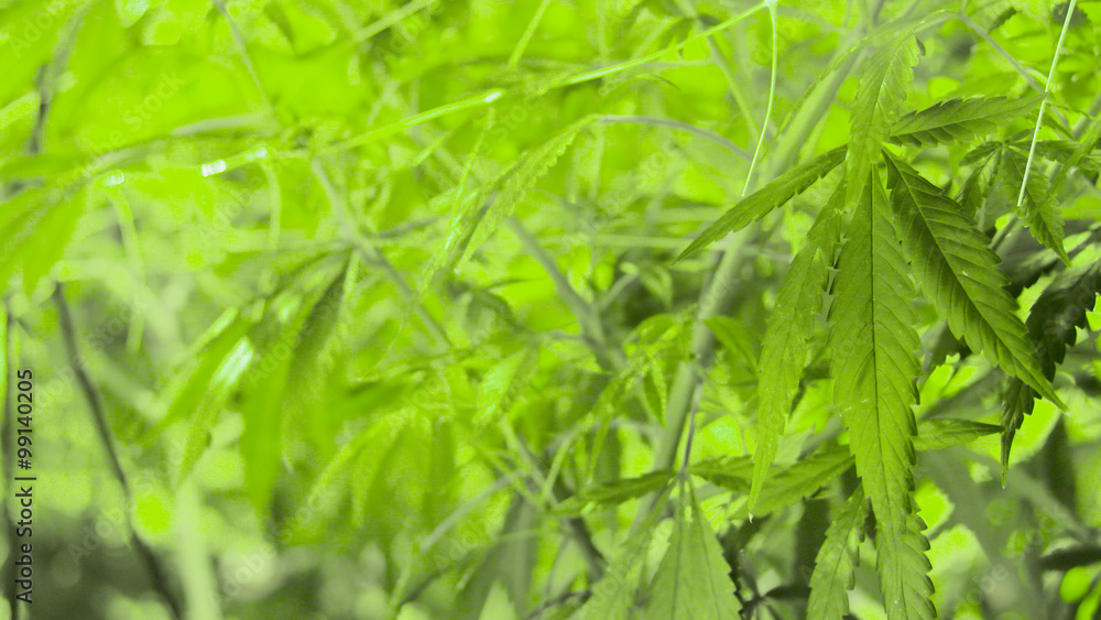 Obraz premium Marijuana Plants Close Up