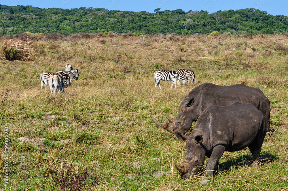 Fototapeta premium Breitmaulnashornpaar und Zebras; Südafrika