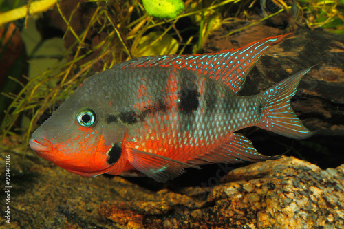 Mexikanischer Feuermaulbuntbarsch (Thorichthys meeki)