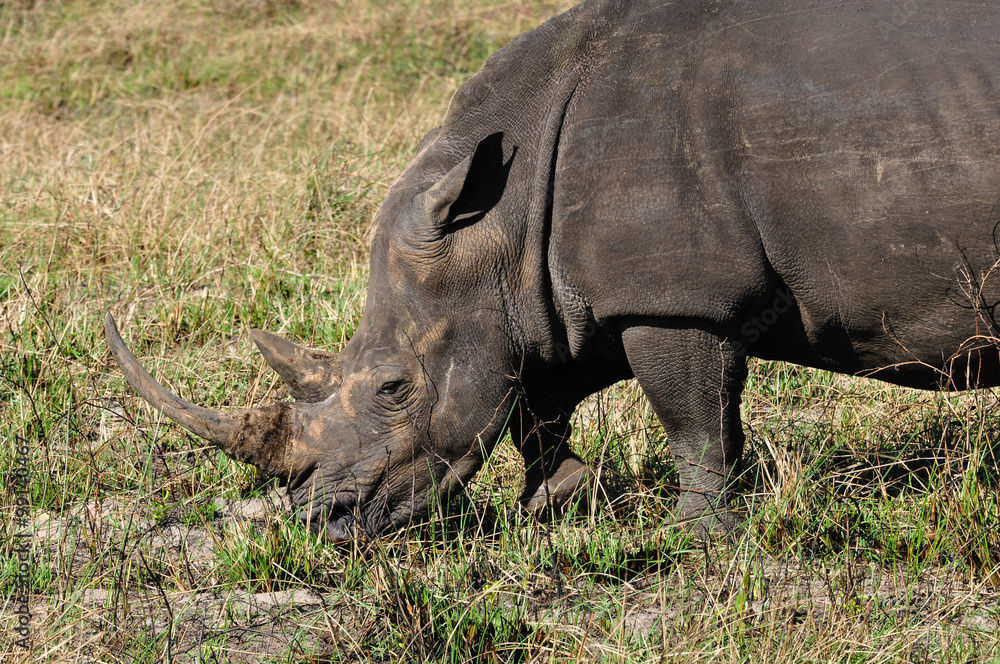 Obraz premium Breitmaulnashorn; White Rhinocerus; Portrait