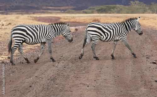 Two Zebras Crossing a Road