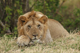 A Lion Resting Near a Bush