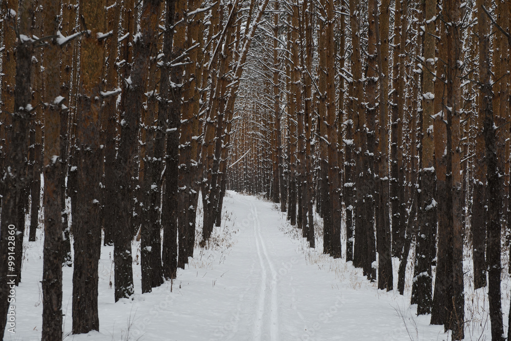 Ski track through the winter forest. Path among pine trees in winter forest Ski track through the winter forest. Path among pine trees in winter forest