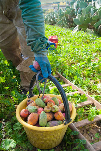 Harvest time: the picking of prickly pears called bastardoni photo