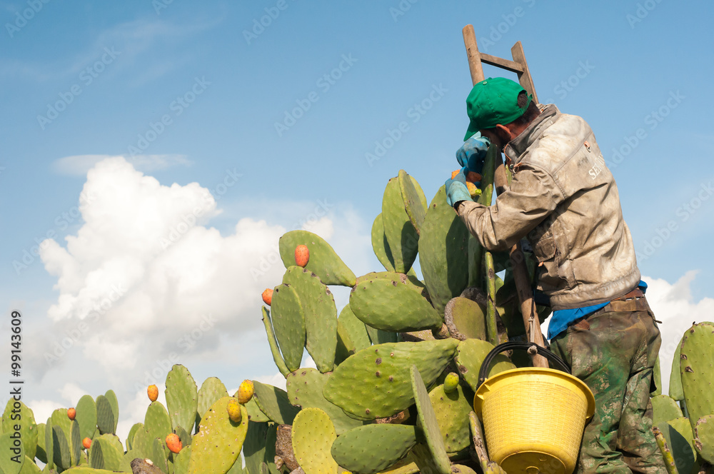 Harvest time: the picking of prickly pears called bastardoni