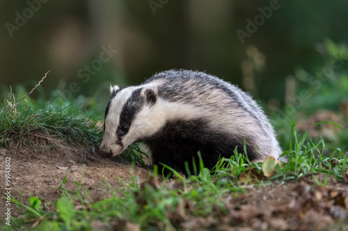 Badger (Meles Meles)/Badger emerging from set in a dark wood