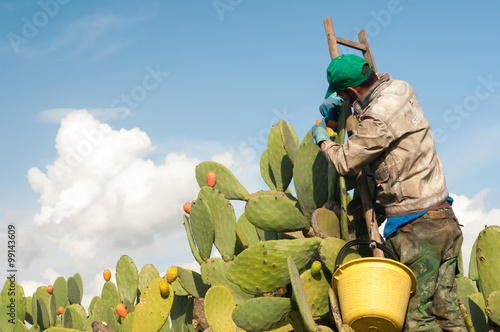 Obraz na płótnie Harvest time: the picking of prickly pears called bastardoni w salonie