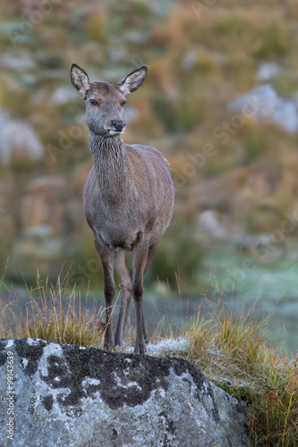 Red Deer (Cervus Elaphus)/Red Deer Hind in rocky highland terrain