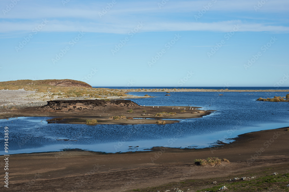 Gentoo Penguins (Pygoscelis papua) crossing a lagoon en route to and from the sea on Sealion Island in the Falkland Islands. Gentoo Penguins (Pygoscelis papua) crossing a lagoon en route to and from the sea on Sealion Island in the Falkland Islands.