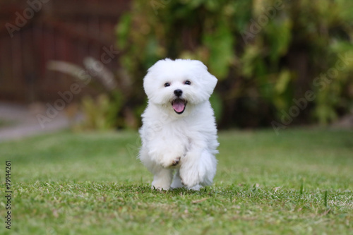 White Maltese Dog Running photo