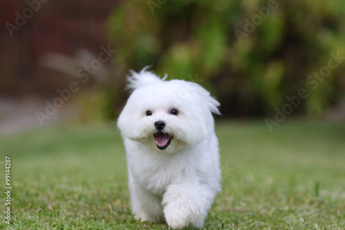 White Maltese Dog Running