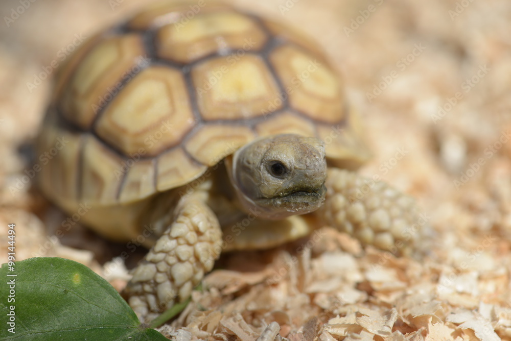 Young Sulcata Tortoise. Kine of turtle species,African spurred tortoise.