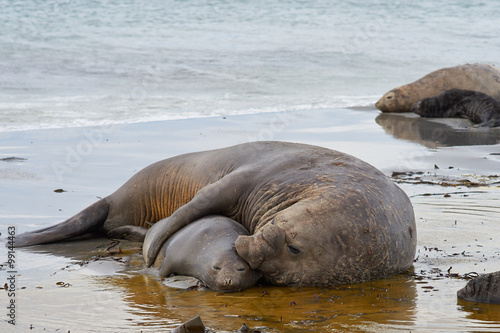 Southern Elephant Seals (Mirounga leonina) mating on a sandy beach on Sealion Island in the Falkland Islands.