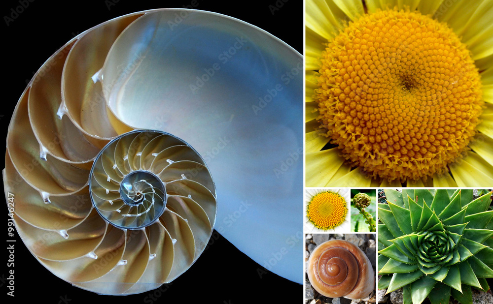Beautiful / Golden Ratio Spirals in Nature Photo | Stock