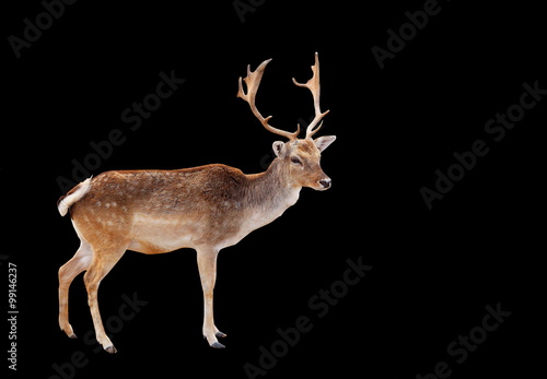 Male Deer buck Isolated on black