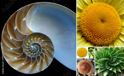 Beautiful Phi / Golden Ratio Spirals in Nature