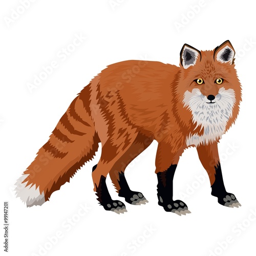 brown fox