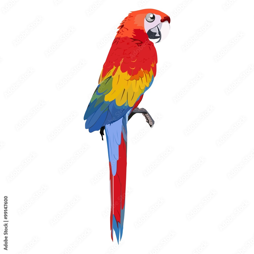 Obraz premium macaw bird