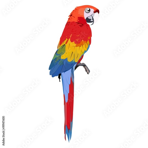 macaw bird