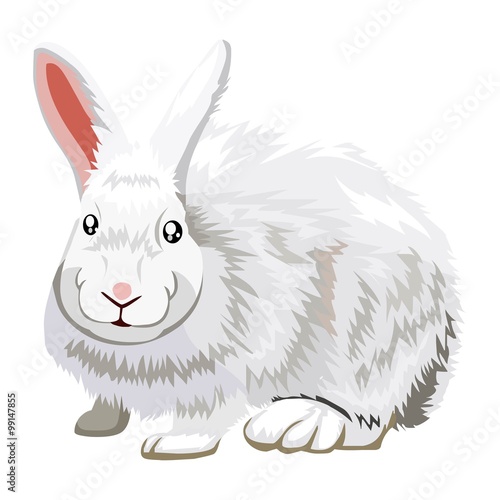 rabbit