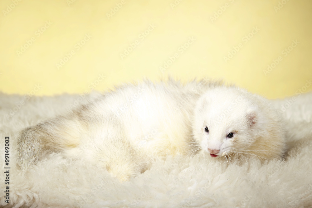 White ferret on fur