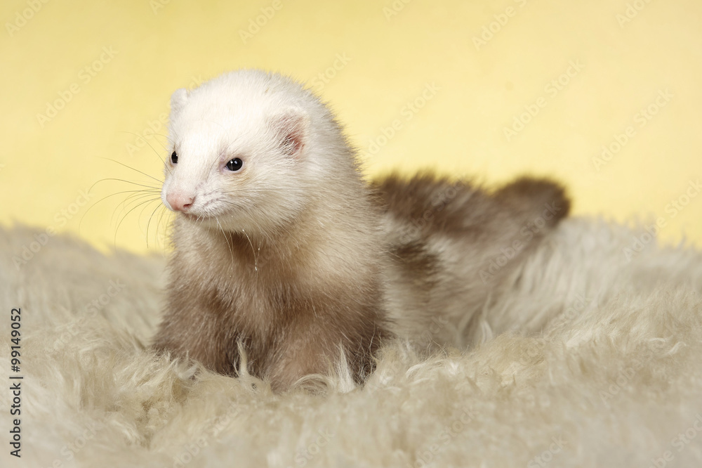 Pretty ferret in studio Pretty ferret in studio