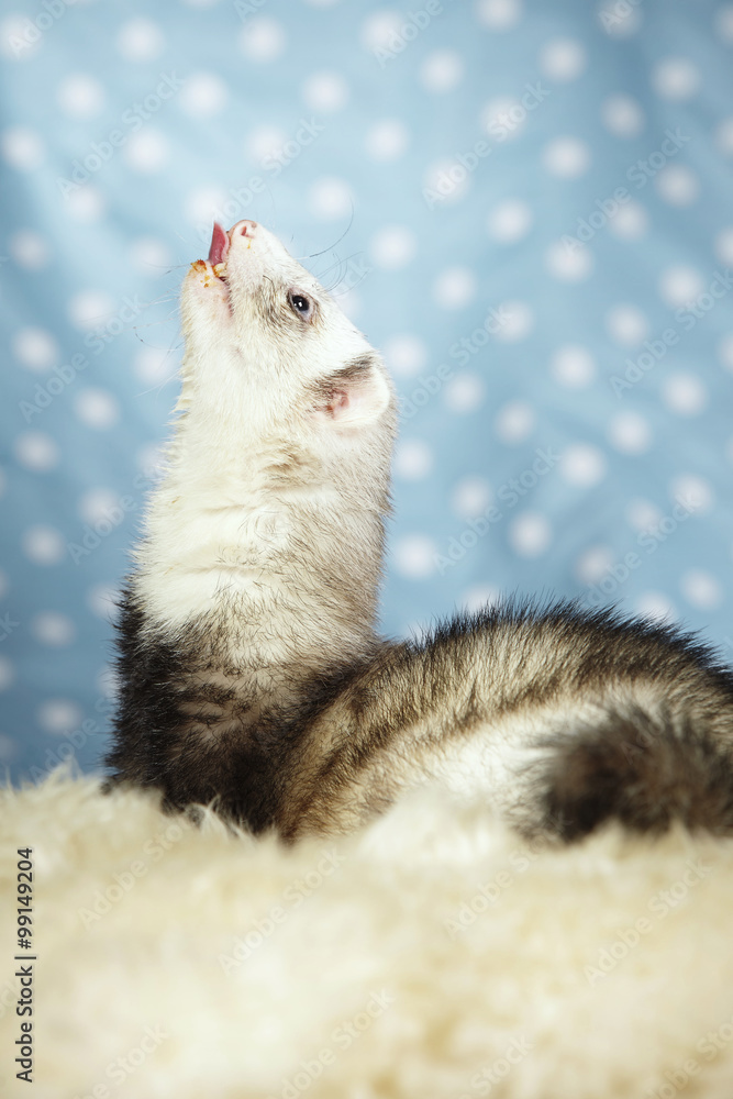 Nice licking ferret Nice licking ferret