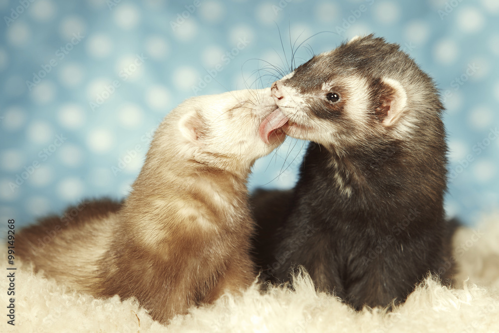 Fototapeta premium Lovely ferret couple