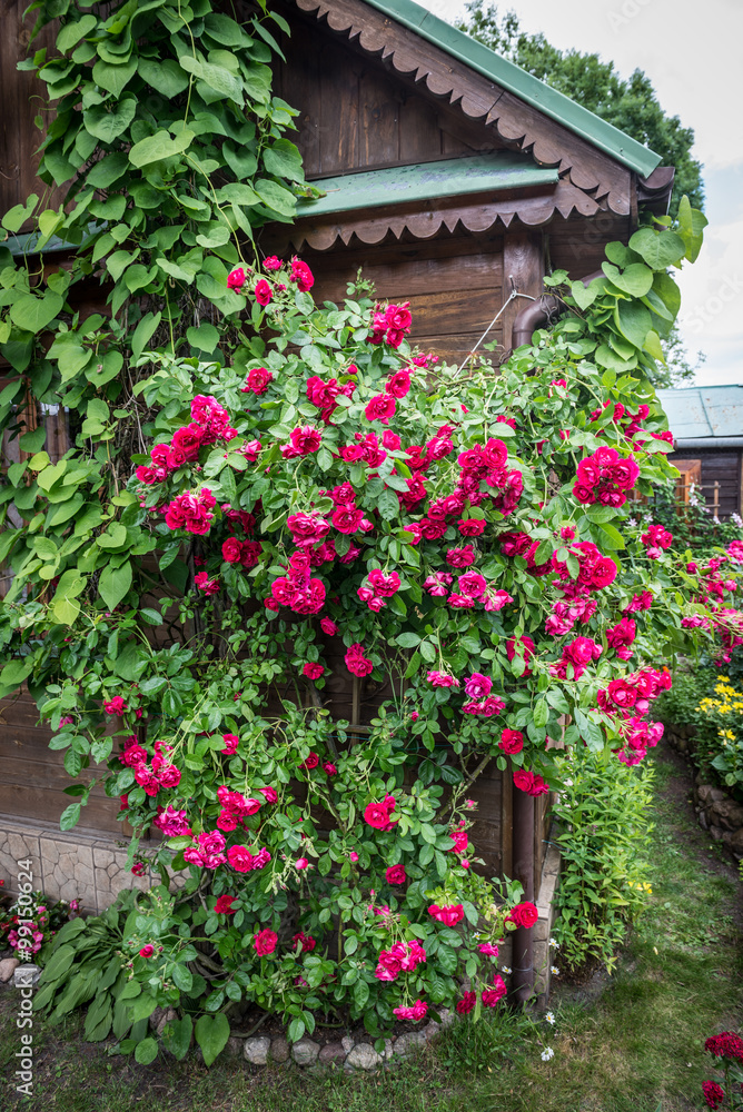 Rose garden on countryside in Mazovia region, Poland