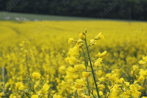Photography Canola field in Ireland with plant prominent in foreground.
