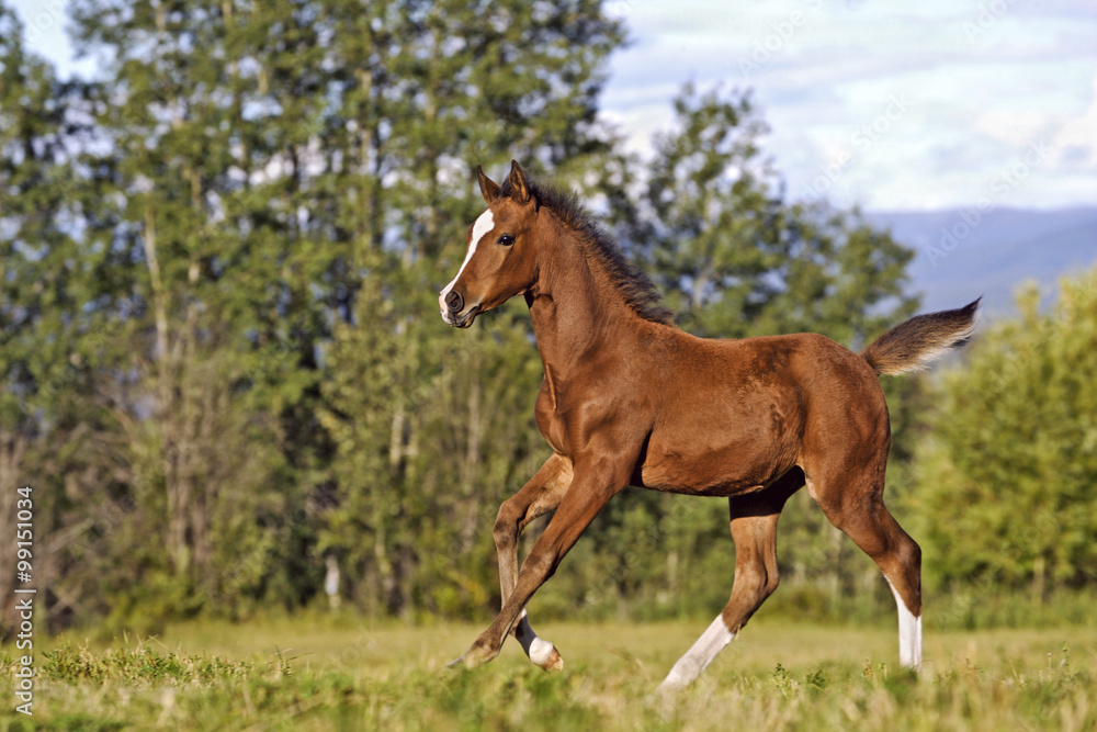 Bay Arabian Horse Foal cantering in summer meadow Bay Arabian Horse Foal cantering in summer meadow