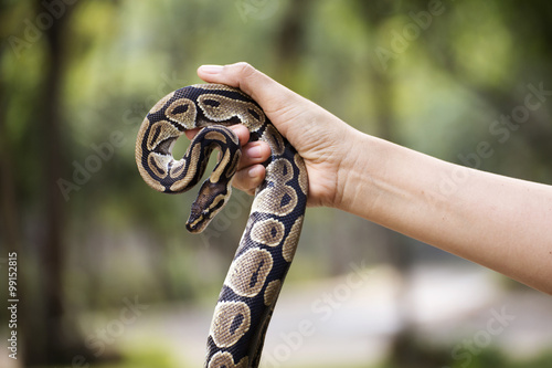 snake in the hands of man