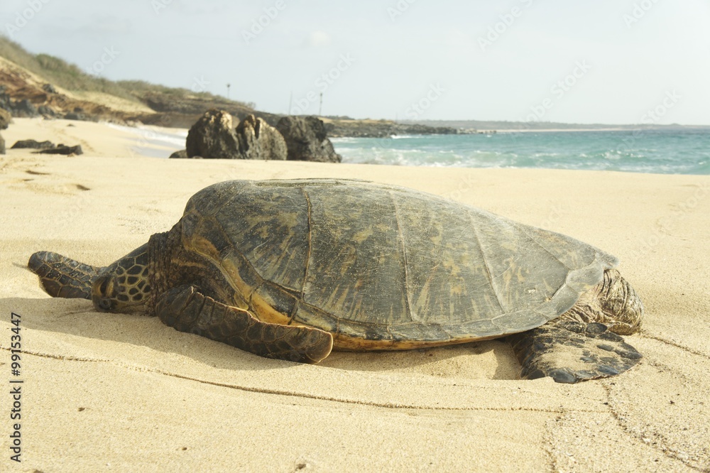 turtle laying on the beach