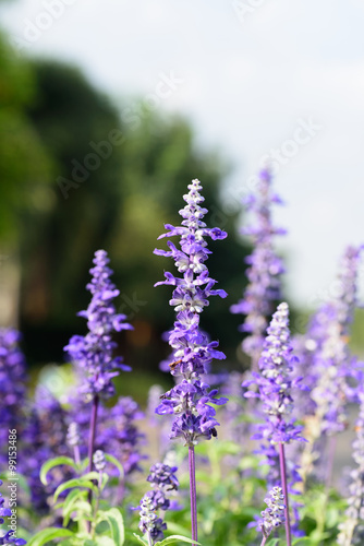 Blue salvia purple flowers  ornamental plants spring
