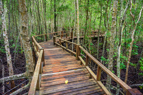 Fototapeta Naklejka Na Ścianę i Meble -  Winding wooden walkway in abundant mangrove forest of Southern Thailand. For nature walks to study coastal plants and animals.