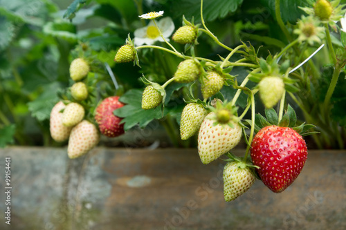 Photography Strawberry