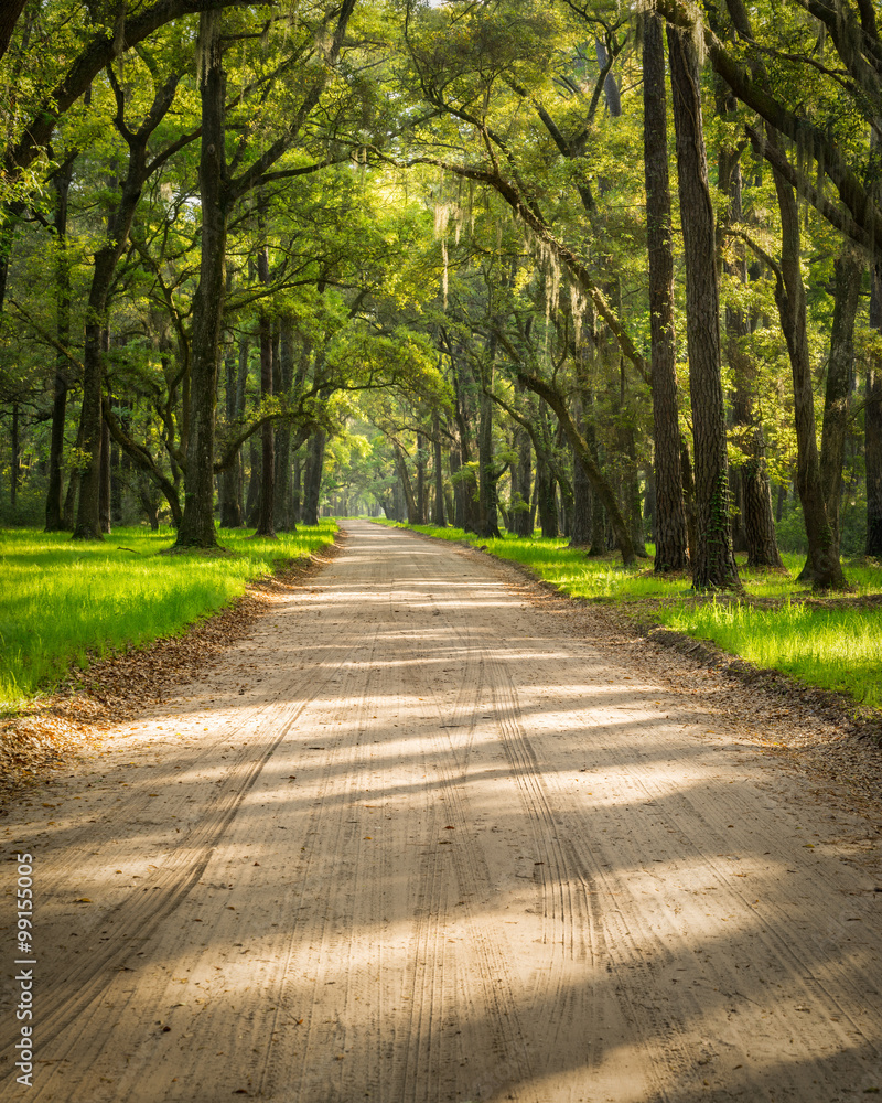 Naklejka premium A lowcountry dirt road on Edisto Island near Charleston, SC, passes through an eerie looking tunnel of Live Oaks and Spanish Moss as sunlight and shadows filter through and criss cross the road.