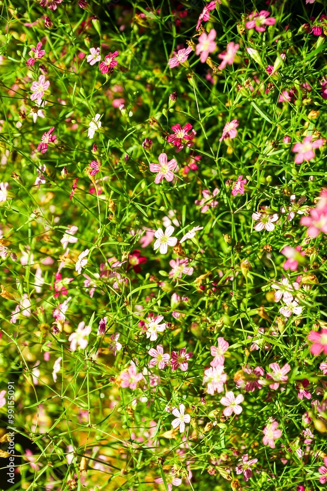 gypsophila flower in garden - Gypsophila paniculata L.