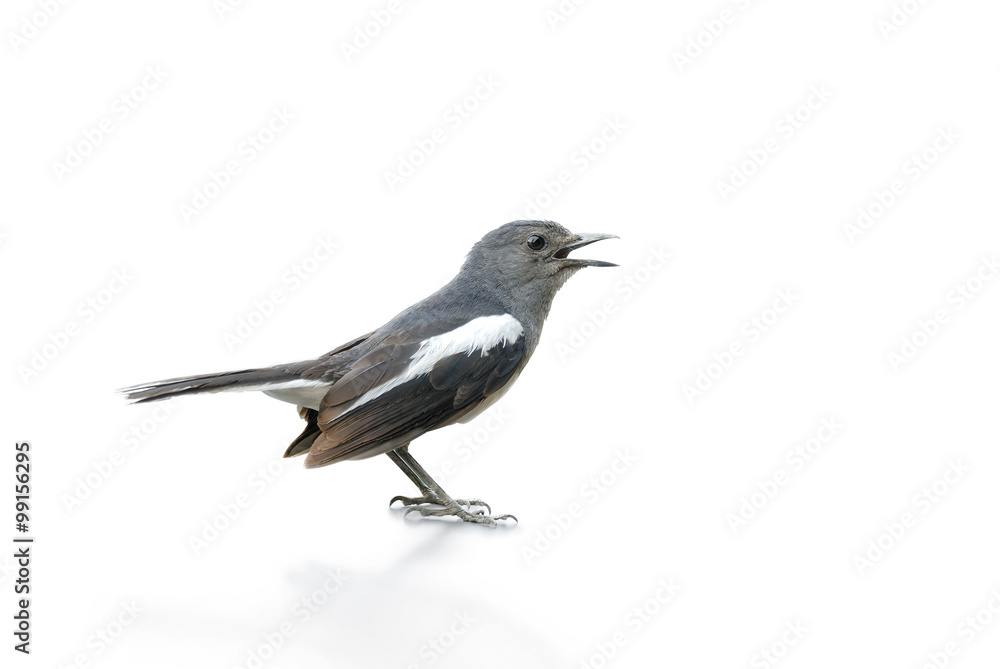 Black and white bird, Magpie Robin isolated on white background. Black and white bird, Magpie Robin isolated on white background.