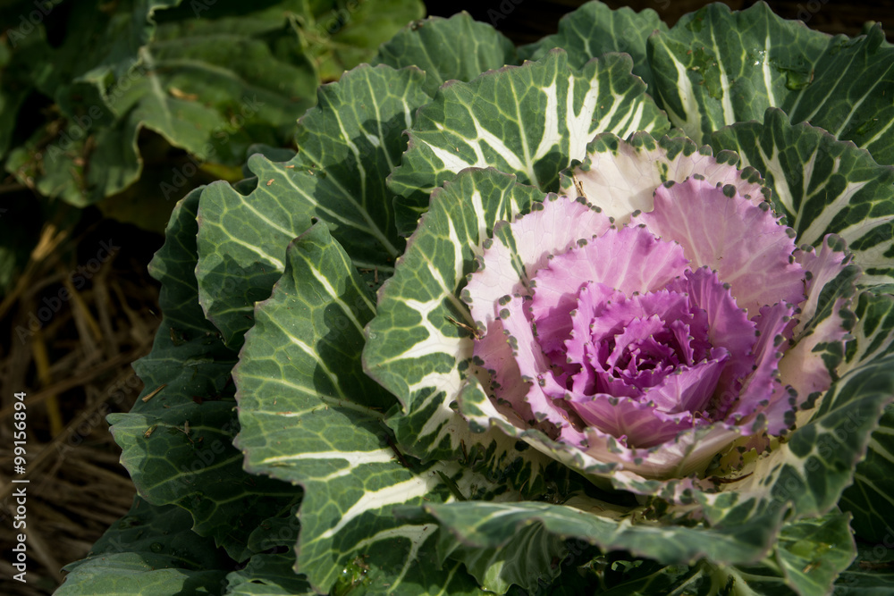 Fototapeta premium Vegetable