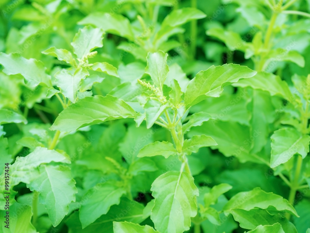 Holy basil or tulsi leaves on garden Holy basil or tulsi leaves on garden