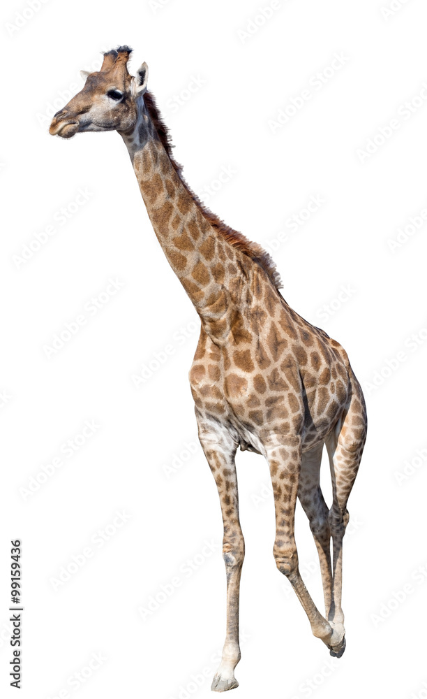Obraz premium Giraffe isolated on white background
