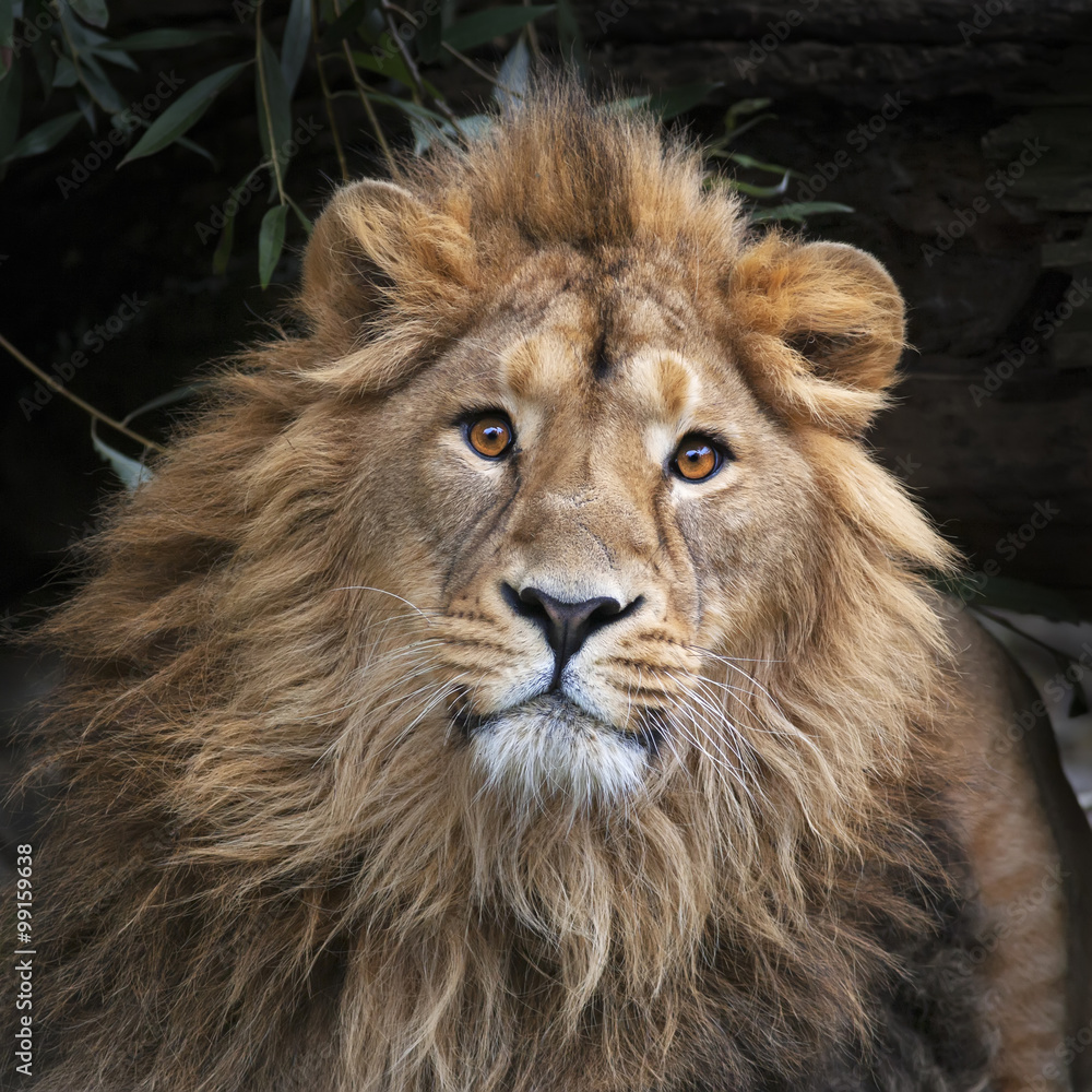 An Asian lion with shaggy mane in shadowy forest. The King of beasts, biggest cat of the world, looking straight into the camera. The most dangerous and mighty predator of the world. Square image. An Asian lion with shaggy mane in shadowy forest. The King of beasts, biggest cat of the world, looking straight into the camera. The most dangerous and mighty predator of the world. Square image.