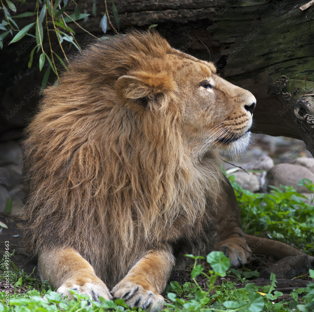 Side face portrait of an Asian lion, resting in forest shadow. The King of beasts, biggest cat of the world. The most dangerous and mighty predator of the world. Square image. Side face portrait of an Asian lion, resting in forest shadow. The King of beasts, biggest cat of the world. The most dangerous and mighty predator of the world. Square image.