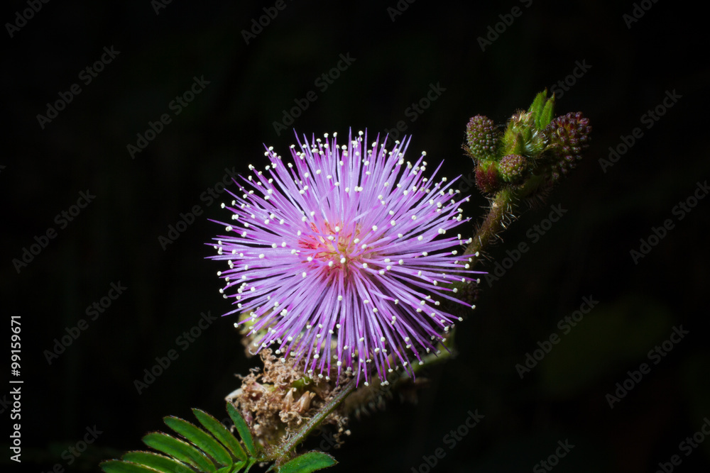 flower bud