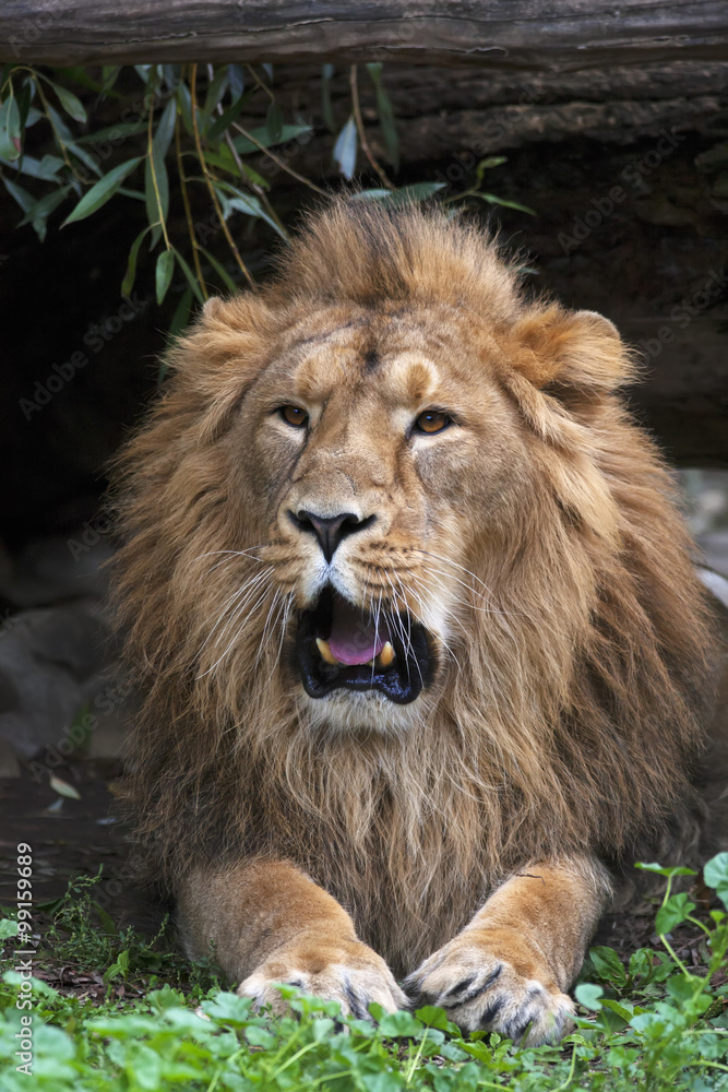 A drowsy Asian lion with open chaps, resting in forest shadow. The King of beasts, biggest cat of the world. The most dangerous and mighty predator of the world shows his huge fangs. A drowsy Asian lion with open chaps, resting in forest shadow. The King of beasts, biggest cat of the world. The most dangerous and mighty predator of the world shows his huge fangs.