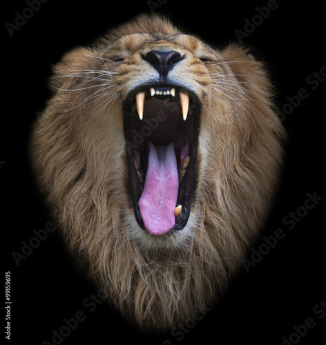 The head of a yawning Asian lion, isolated on black background. The King of beasts, biggest cat of the world. The most dangerous and mighty predator of the world shows his huge fangs.