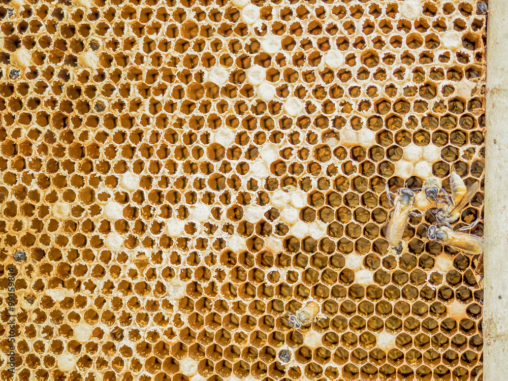 Close up view of the working bees on cells Close up view of the working bees on cells